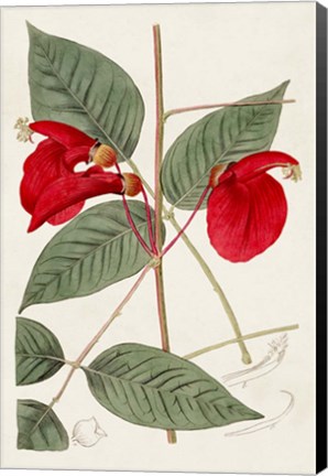 Framed Flora of the Tropics II Print