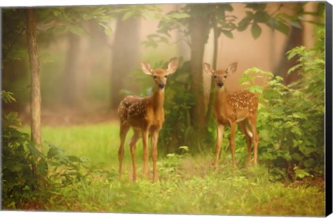 Framed View At Rest V Print