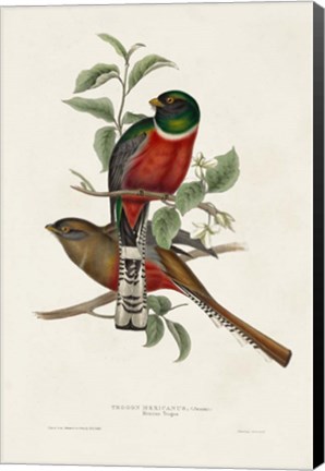 Framed Elegant Trogons I Print