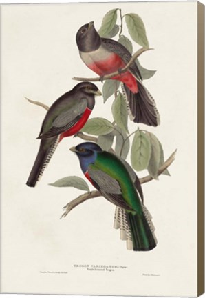 Framed Elegant Trogons V Print