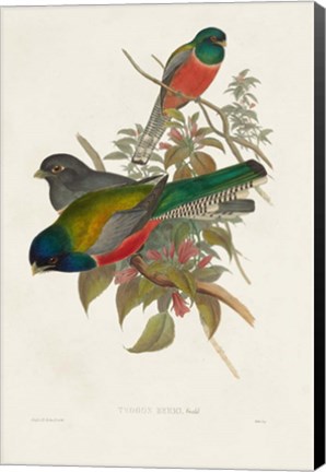 Framed Elegant Trogons VII Print