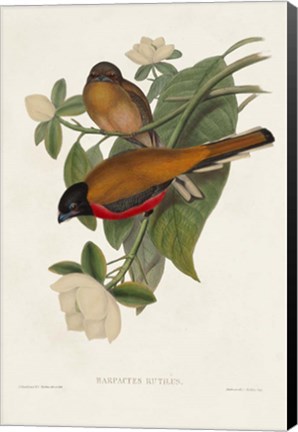 Framed Elegant Trogons VIII Print