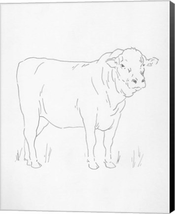 Framed Limousin Cattle I Print