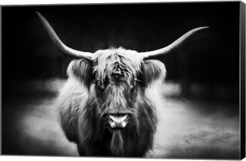 Framed Photography Study Highland Cattle Print