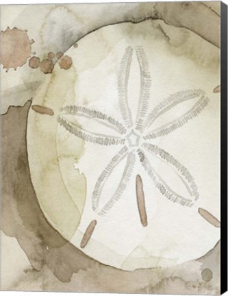 Framed Dry Sand Dollar II Print