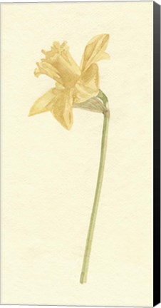 Framed Vintage Daffodil I Print