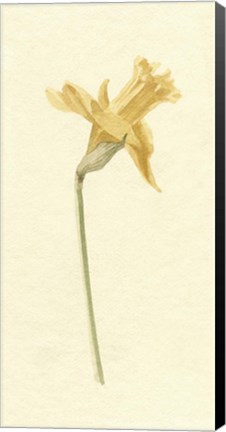 Framed Vintage Daffodil II Print