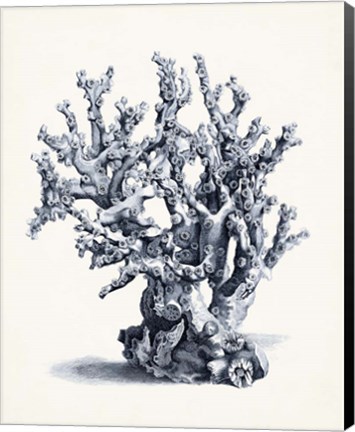 Framed Blue Antique Coral II Print
