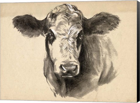 Framed Charcoal Cow I Print