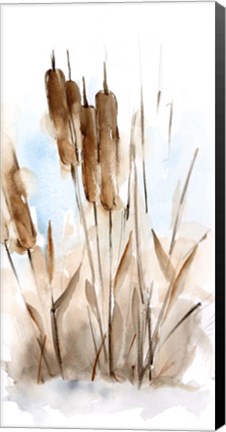Framed Watercolor Cattail Study I Print