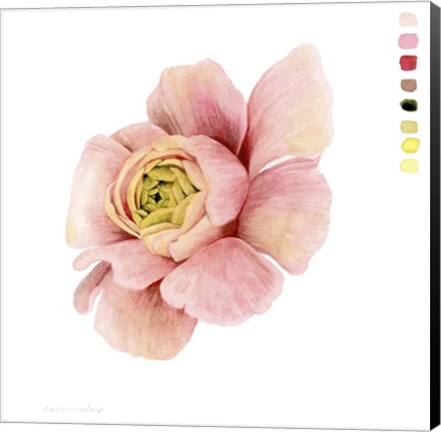 Framed Watercolor Ranunculus Study II Print