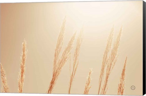 Framed Noon Grasses II Print