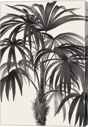 Framed Riviera Palms II BW Print