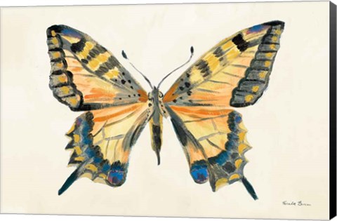 Framed Butterfly Study II Print