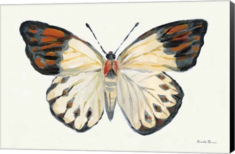 Framed Butterfly Study I Print