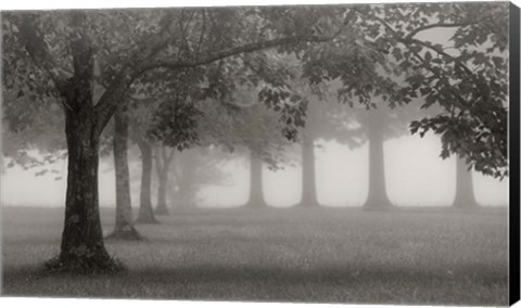 Framed Trees In Early Autumn Print