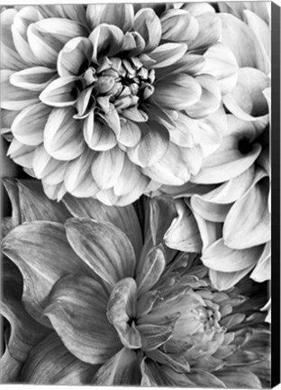 Framed B&amp;W Flower 2 Print