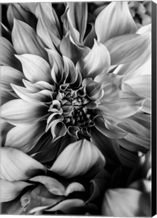 Framed B&amp;W Flower 4 Print