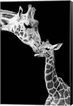 Framed First Love - Giraffe Print