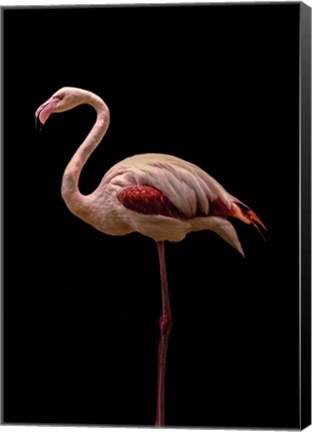 Framed Flamingo Print