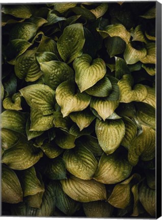 Framed Hostas Leaves Print