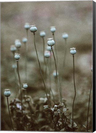 Framed Poppy Pods Print