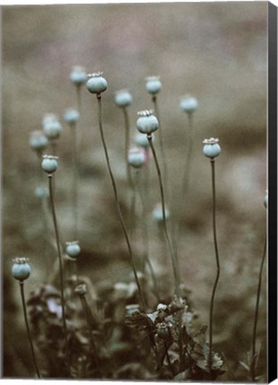 Framed Poppy Pods Print