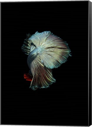 Framed Turquoise and Red Betta Print