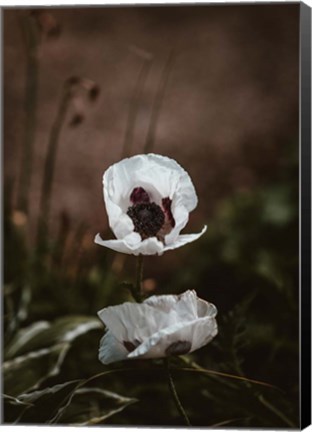 Framed White Poppies Print