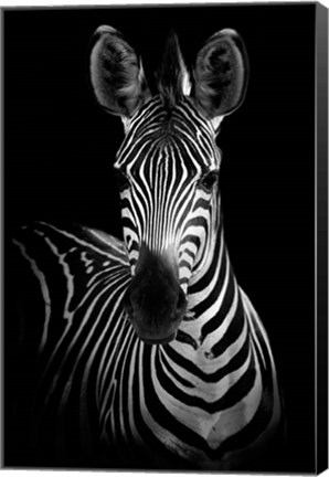 Framed Zebra Print