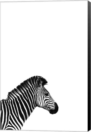 Framed Zebra 2 Print