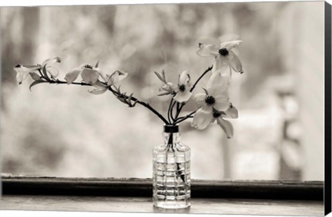 Framed Wild Dogwood Print