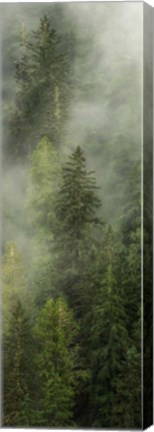 Framed Smoky Forest Panel I Print