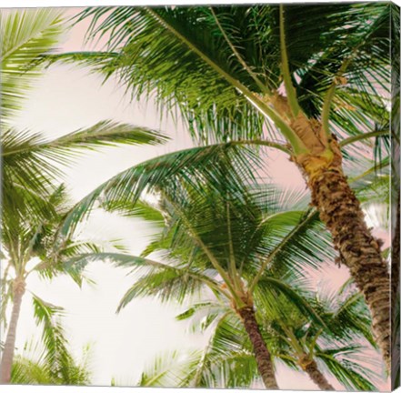 Framed Bright Oahu Palms I Print