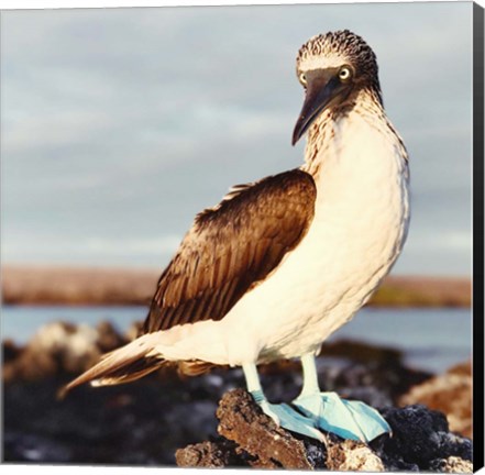 Framed Blue Footed Booby Print