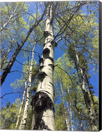 Framed Aspens Reaching for the Sky Print