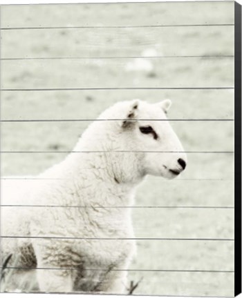 Framed White Sheep Print