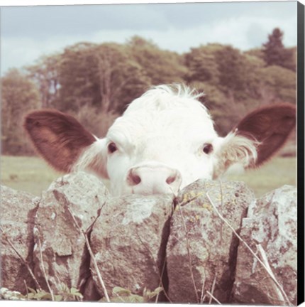 Framed Peek-a-Boo Cow Print