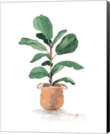 Framed Potted Fiddle Fig Tree II Print