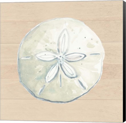 Framed Sand Dollar Print