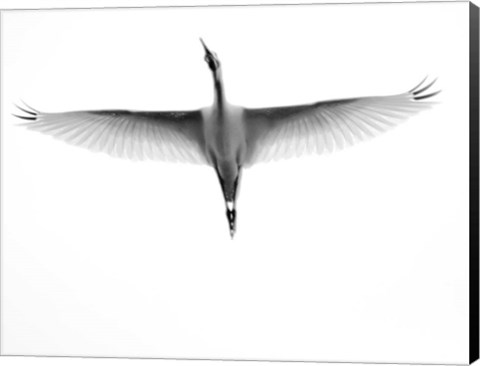 Framed In Flight Print