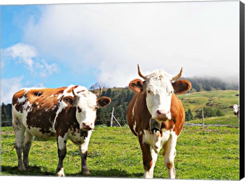 Framed Country Cows Print