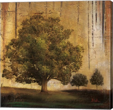 Framed Aged Tree II Print