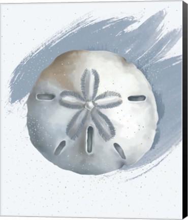 Framed Sand Dollar Print