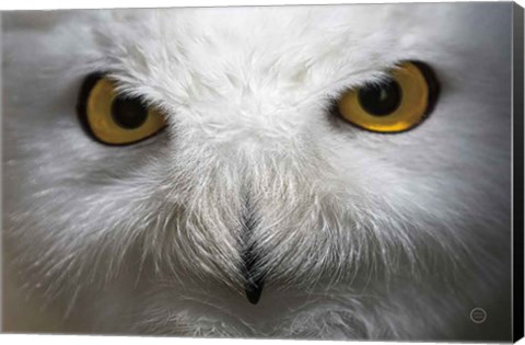 Framed Snowy Owl Stare Print