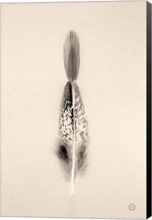 Framed Floating Feathers I Sepia Print