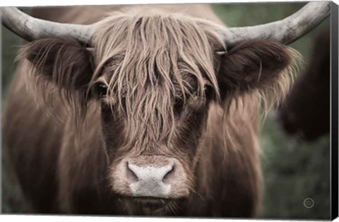 Framed Cow Nose Light Print