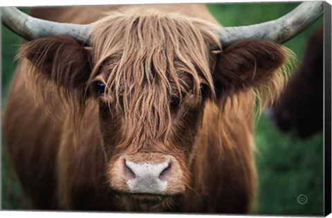 Framed Cow Nose Print