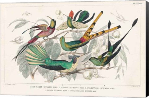 Framed Hummingbirds Chart Print