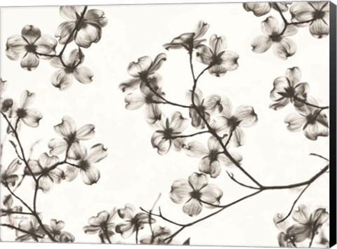 Framed Dogwood Blossom Silhouette Print